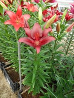 [5073 Forza Red No01.JPG]